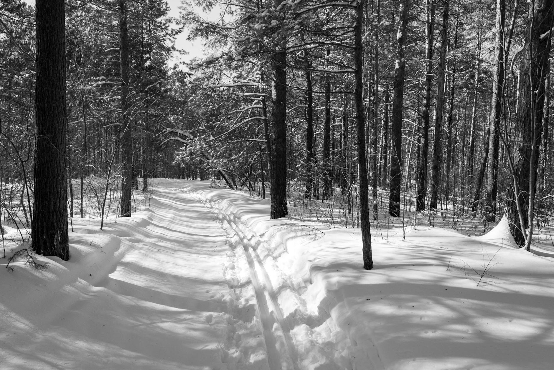 Ośnieżona leśna ścieżka zimą otoczona gęstymi, wysokimi drzewami