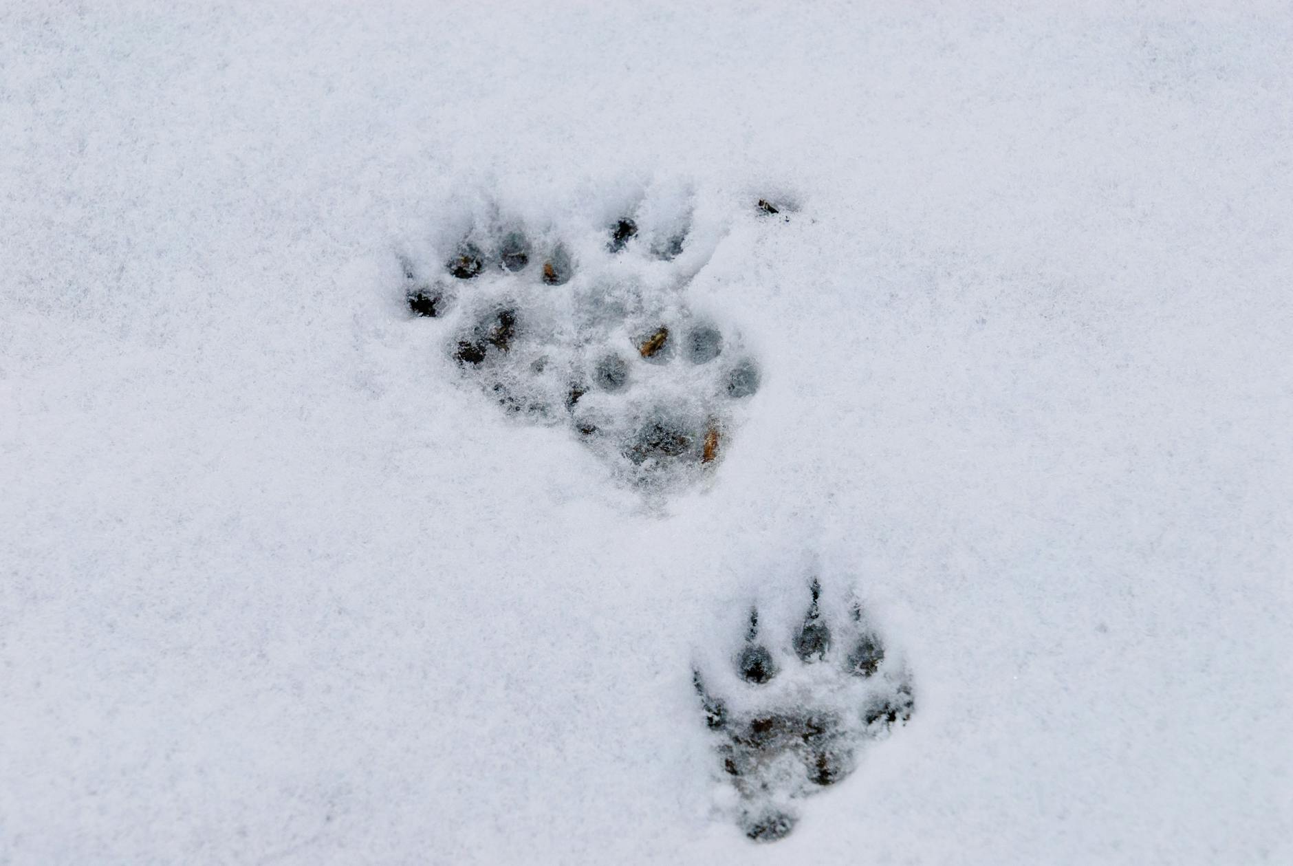 Ślady zwierzęcych łap na śniegu zimą