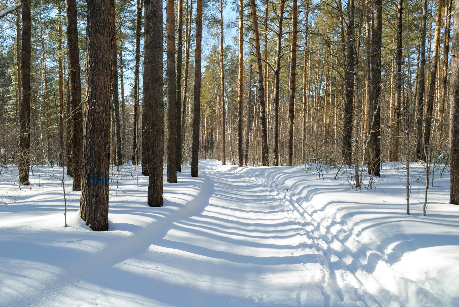 Zacieniona, ośnieżona leśna ścieżka w zimowym polskim lesie